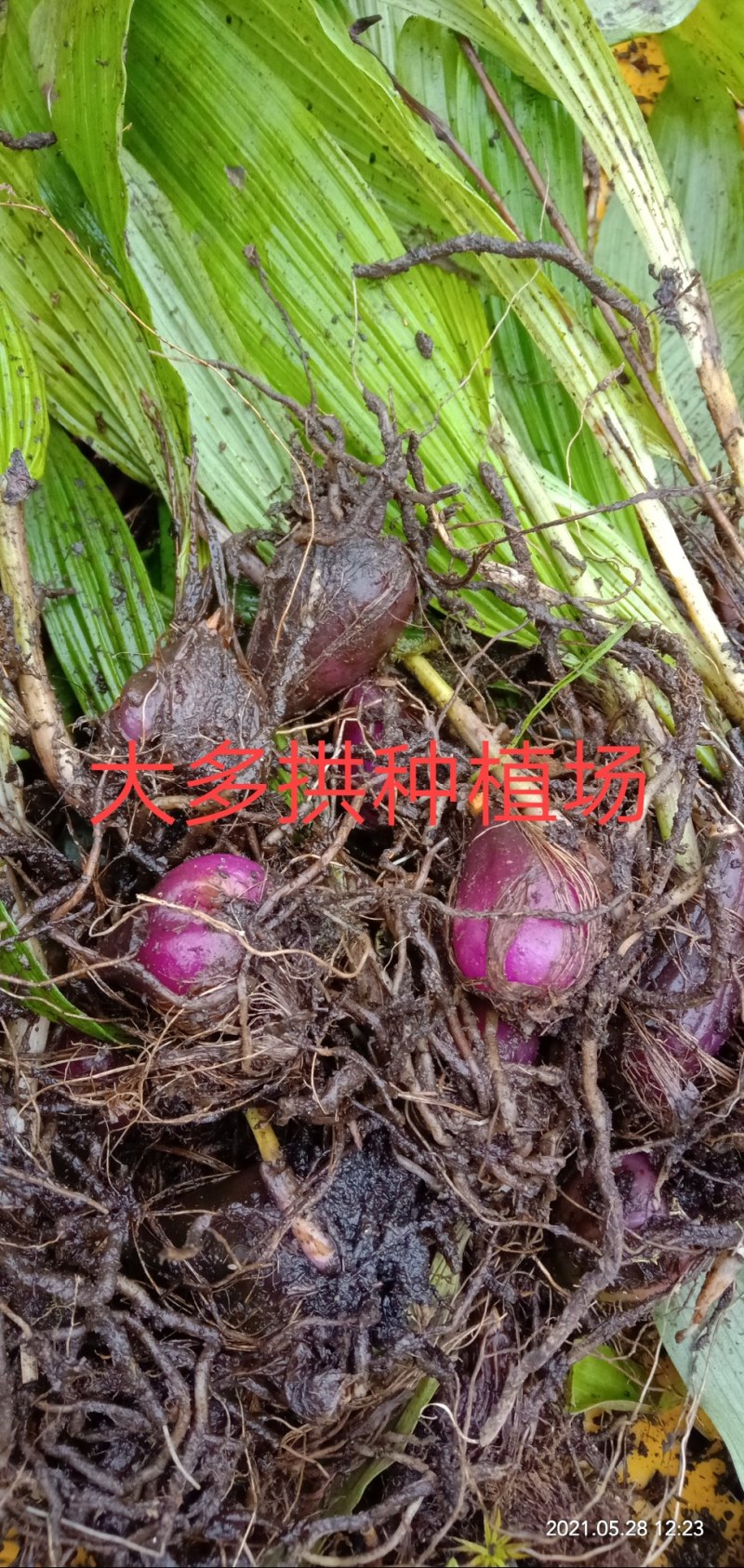 冰球子种苗，成品