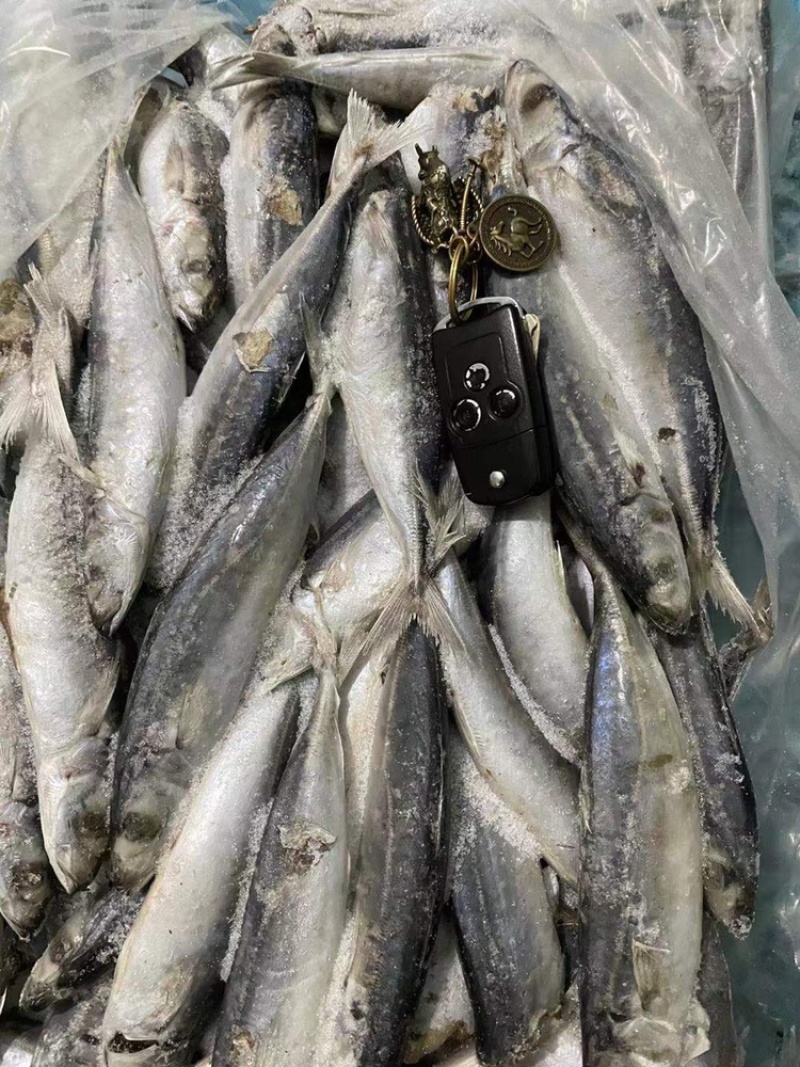 竹叶巴浪，又叫四破鱼！