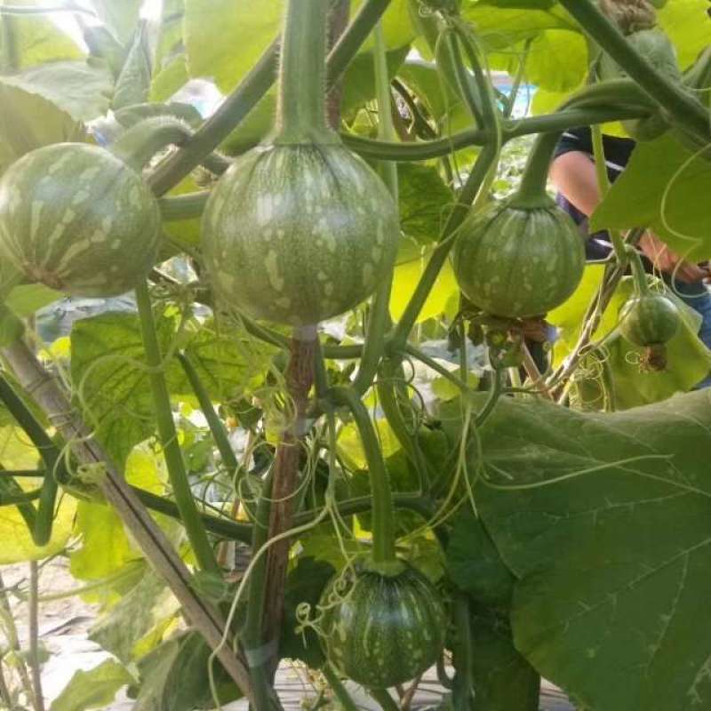 CM219吊蔓嫩食南瓜种子座果稳膨瓜快光泽度高