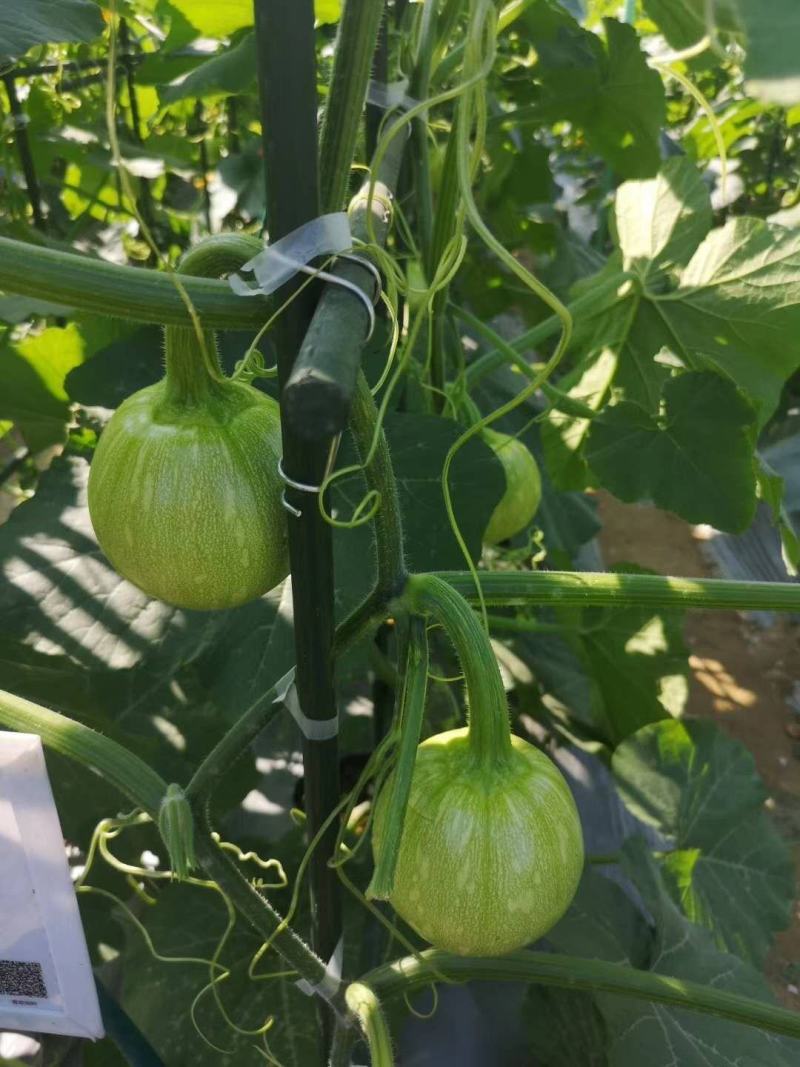 CM219吊蔓嫩食南瓜种子座果稳膨瓜快光泽度高