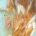 【锦鲤鱼苗】日本锦鲤鱼苗/大正/昭和/红白/蝴蝶寸苗水花
