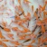 【锦鲤鱼苗】日本锦鲤鱼苗/大正/昭和/红白/蝴蝶寸苗水花