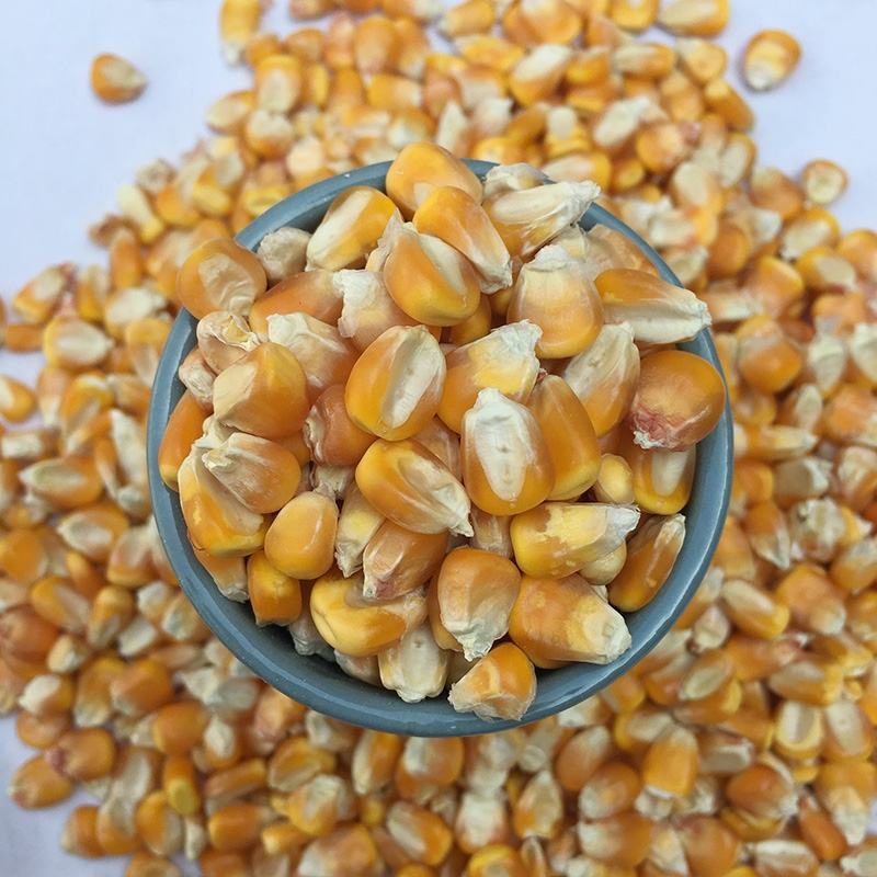 【荐】玉米14~16%饲料玉米产地直销预订中饲料玉米