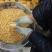 【荐】玉米14~16%饲料玉米产地直销预订中饲料玉米