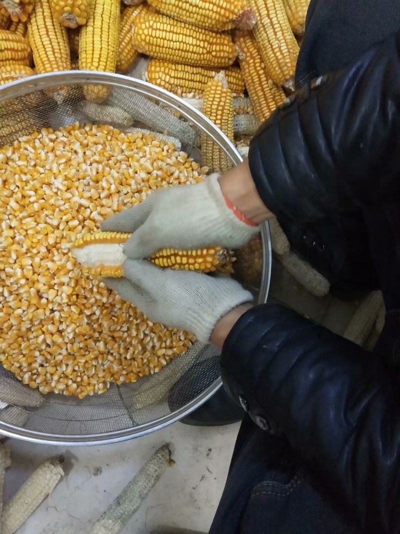 【荐】玉米14~16%饲料玉米产地直销预订中饲料玉米