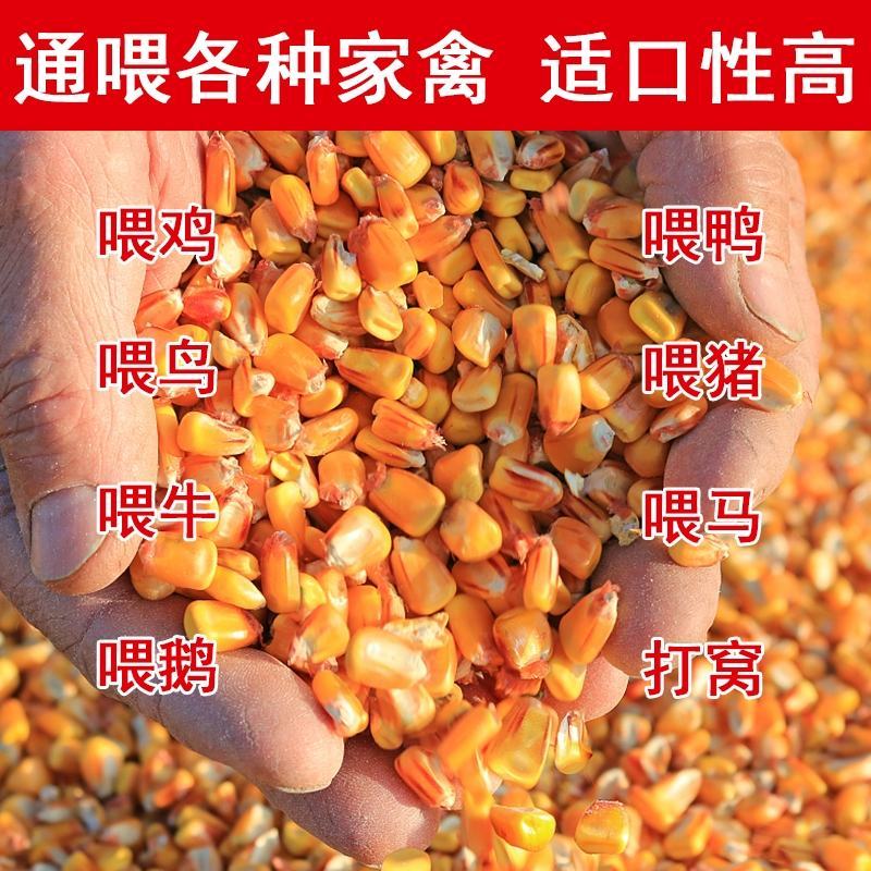 【荐】玉米14~16%饲料玉米产地直销预订中饲料玉米