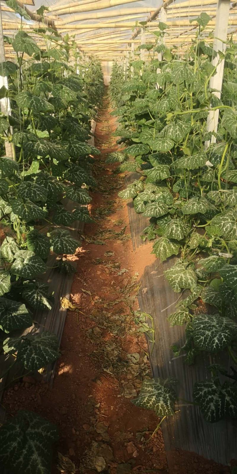 CM219吊蔓嫩食南瓜种子座果稳膨瓜快光泽度高