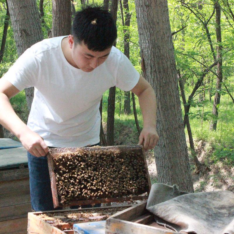 槐花蜜500g蜂蜜正品农家蜂蜜自产结晶纯正天然蜂蜜包邮