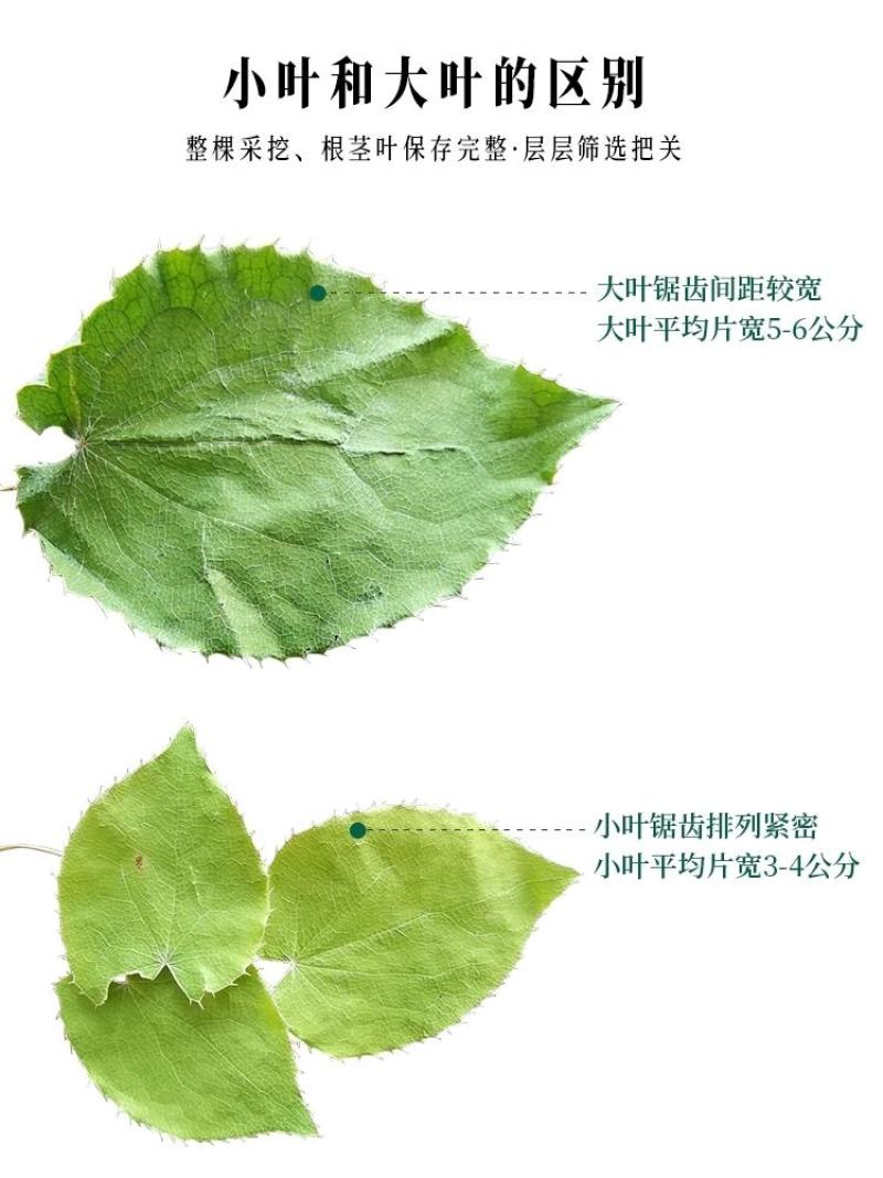 【荐】淫羊藿野生小叶森林自然晾晒生长对接全国量大价优