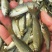 长江草鱼苗草鱼水花抗病毒强基地批发鲜活体鱼【支持空运】
