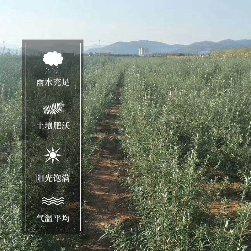 沙棘红茶甘肃西北高原老品种小果能量茶嫩叶精制红茶包邮到家