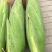 新鲜玉米上市了