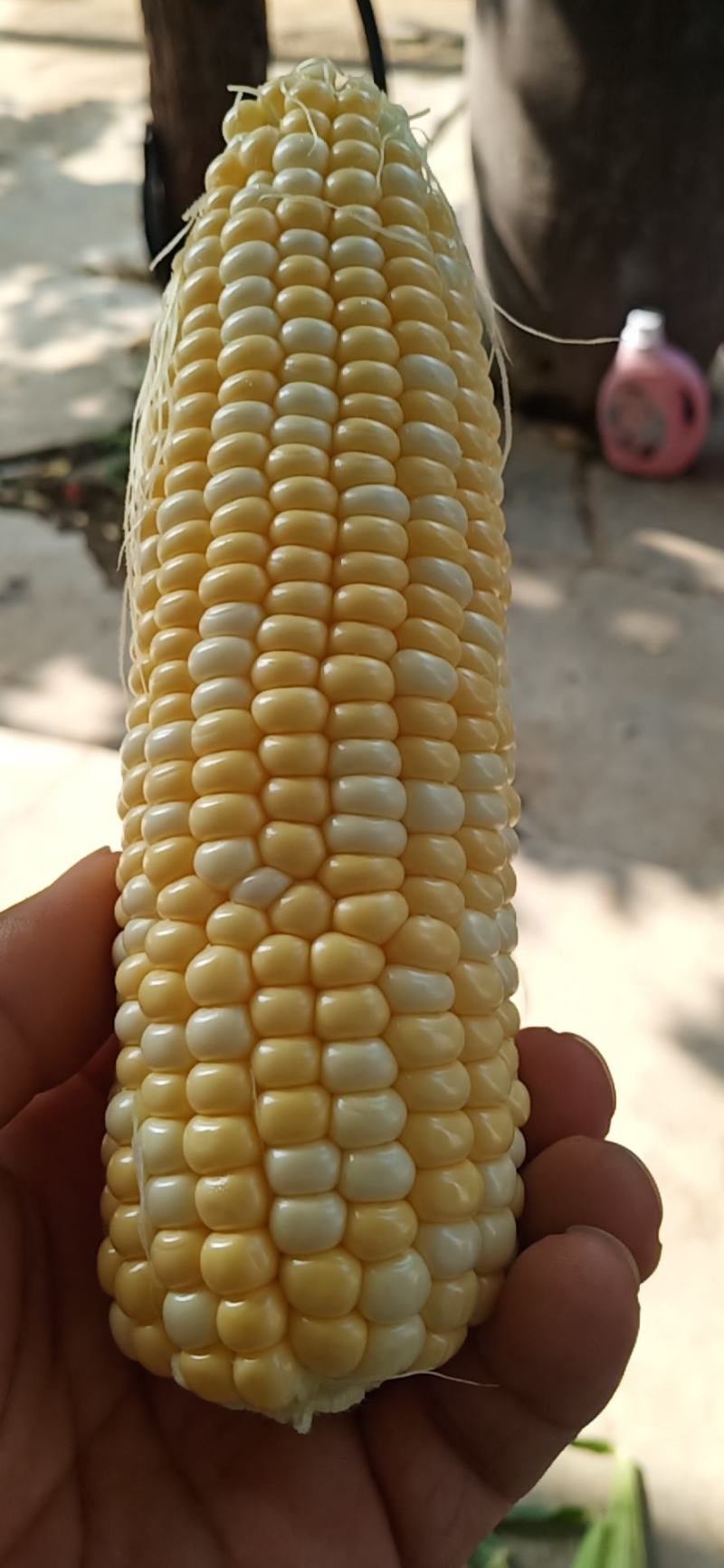 各种精品双色水果玉米批发