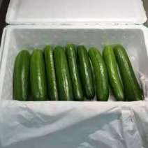 寿光水果黄瓜荷兰无刺小黄瓜小青瓜基地直供电商微商商超供货