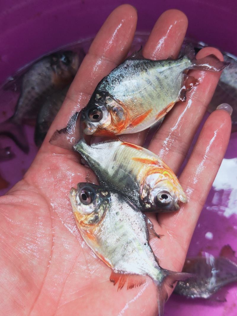 鲳鱼、白鲳、银鲳鱼苗繁殖基地直供、技术指导、送货上门，