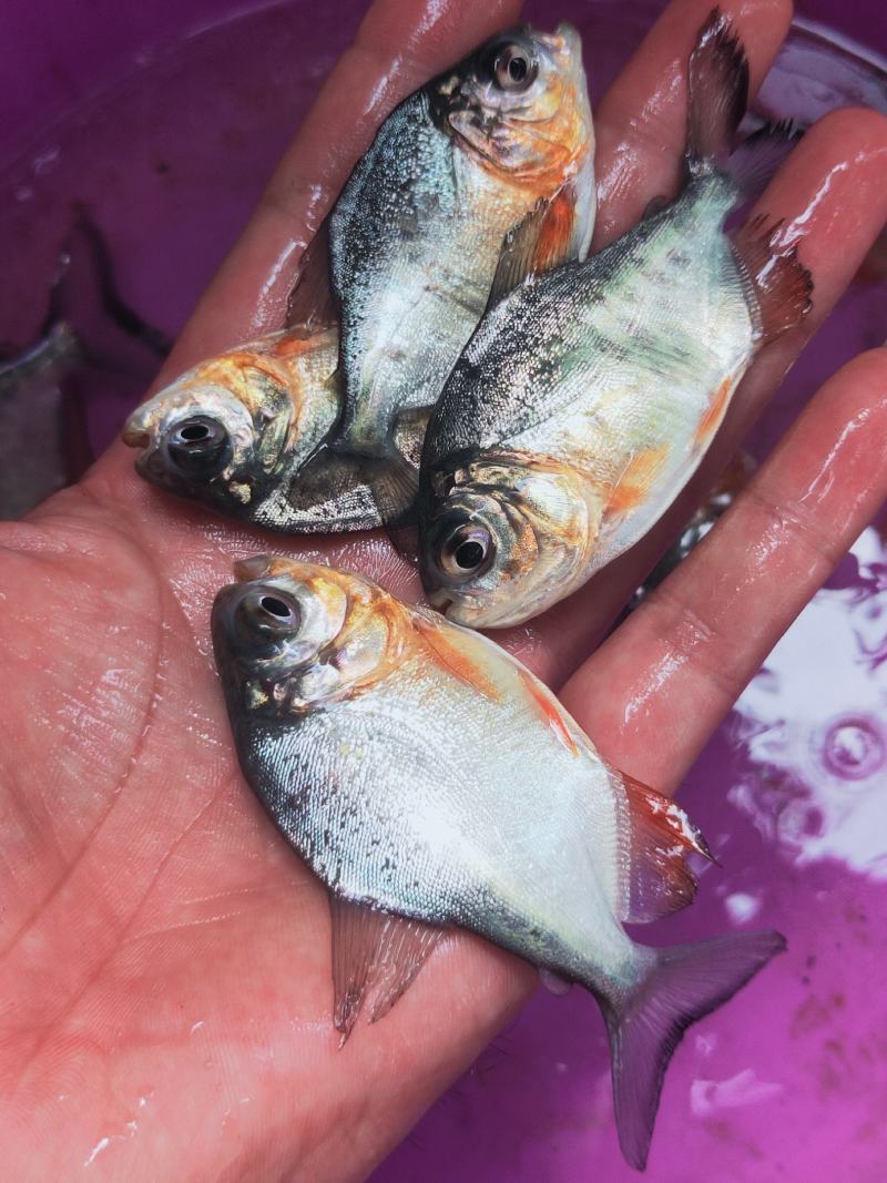 鲳鱼、白鲳、银鲳鱼苗繁殖基地直供、技术指导、送货上门，