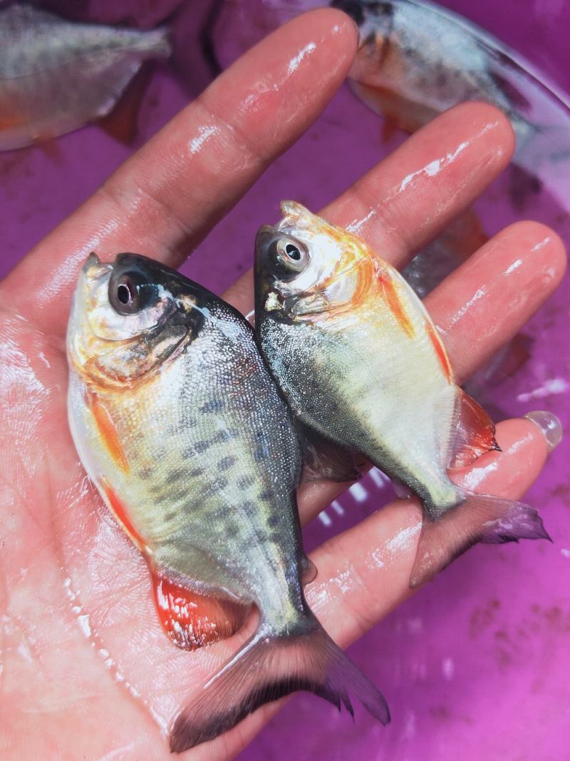 鲳鱼、白鲳、银鲳鱼苗繁殖基地直供、技术指导、送货上门，