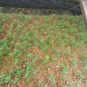 大量供应红豆杉芽苗，一年小苗，1-15公分红豆杉