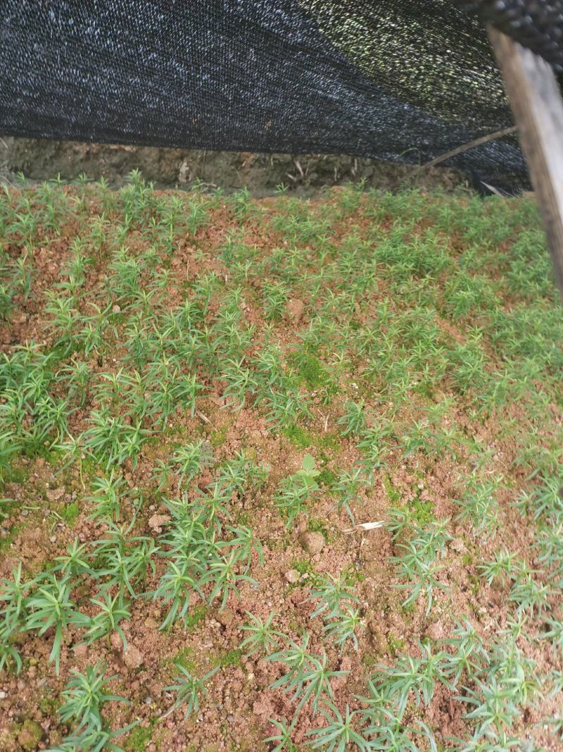 大量供应红豆杉芽苗，一年小苗，1-15公分红豆杉