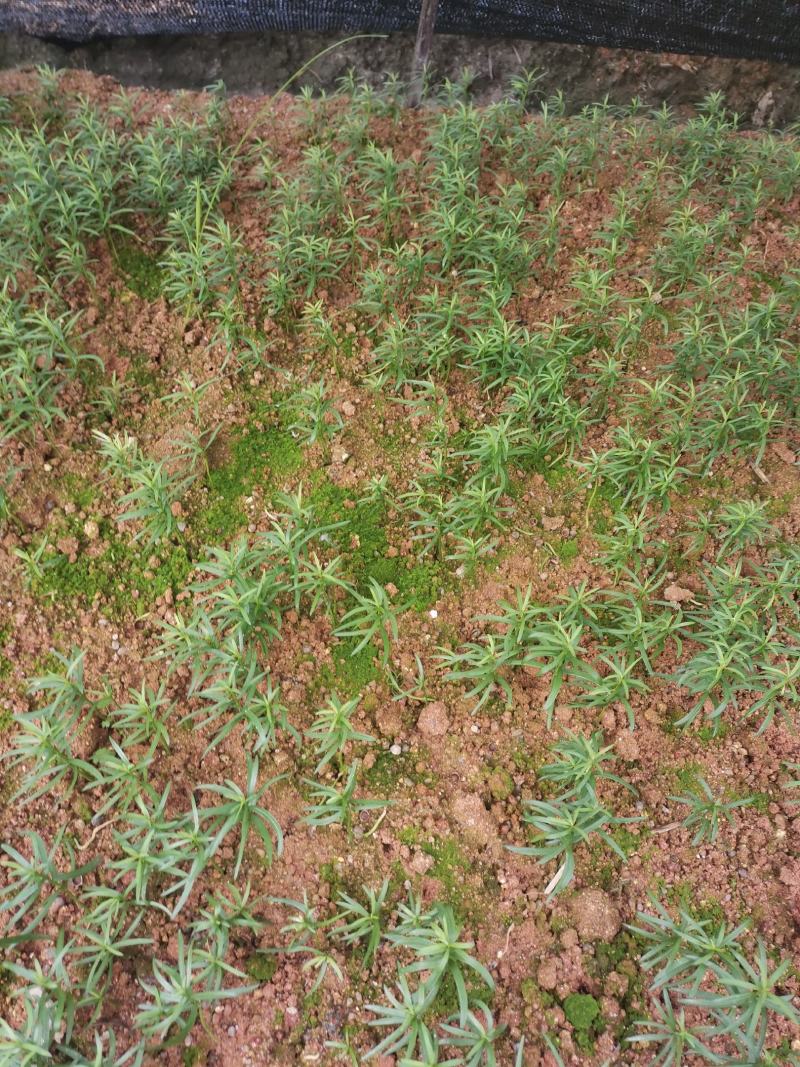 大量供应红豆杉芽苗，一年小苗，1-15公分红豆杉