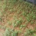 大量供应红豆杉芽苗，一年小苗，1-15公分红豆杉