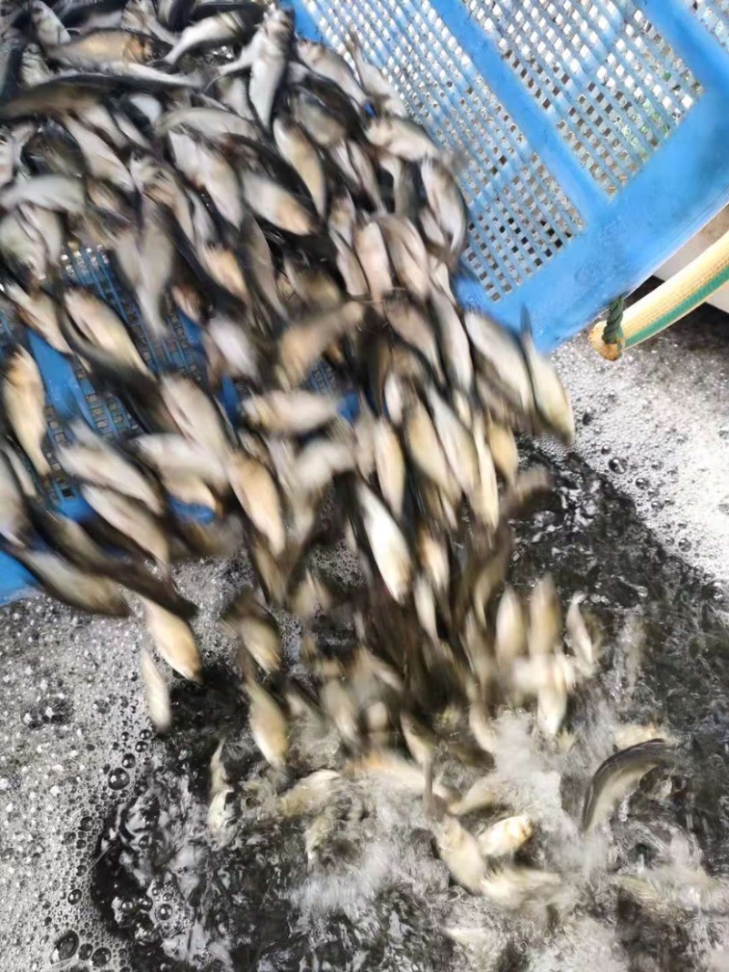 本地场地直销。大头鱼苗。欢迎老板来下单。