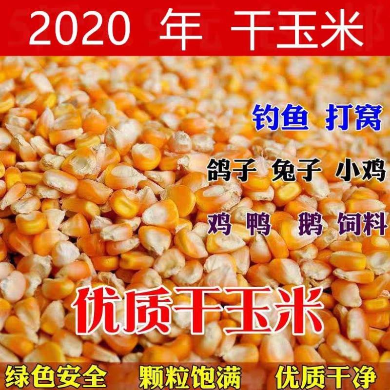 【荐】玉米14~16%饲料玉米产地直销预订中饲料玉米