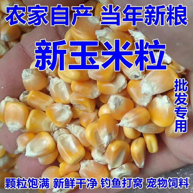 【荐】玉米14~16%饲料玉米产地直销预订中饲料玉米
