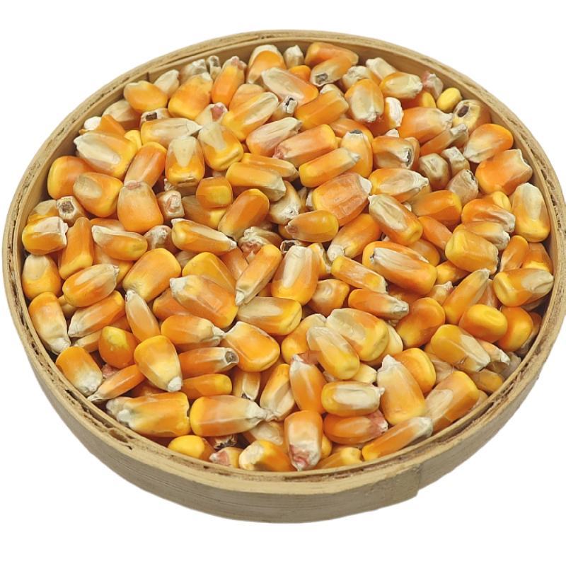 【荐】玉米14~16%饲料玉米产地直销预订中饲料玉米