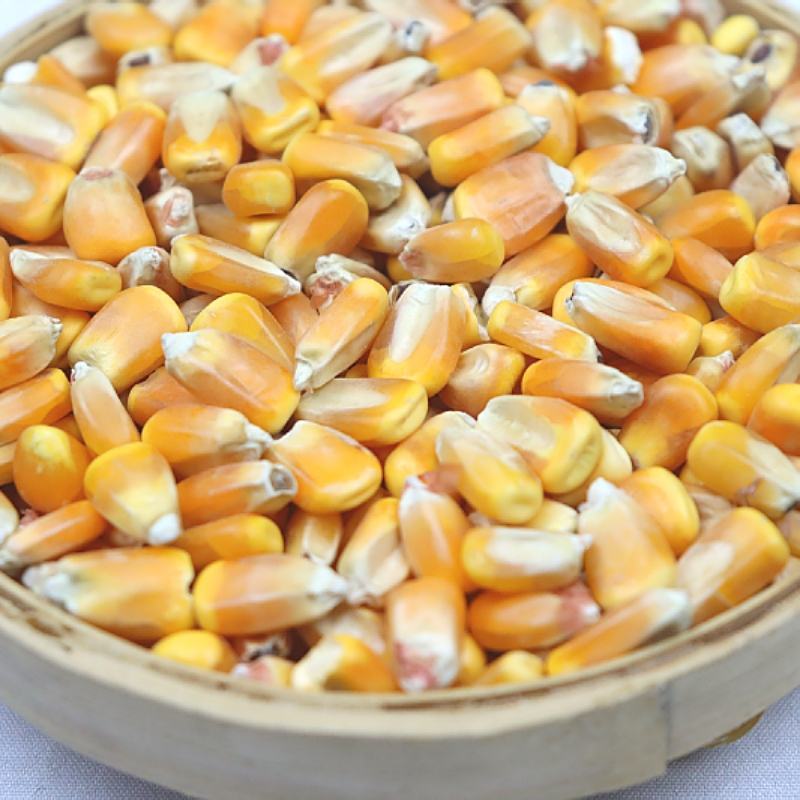 【荐】玉米14~16%饲料玉米产地直销预订中饲料玉米