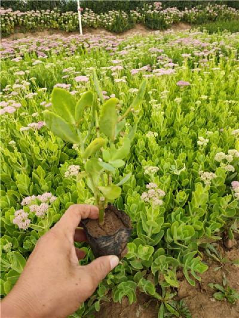 八宝景天，多头，多芽，规格齐全，基地直接发货大量有货