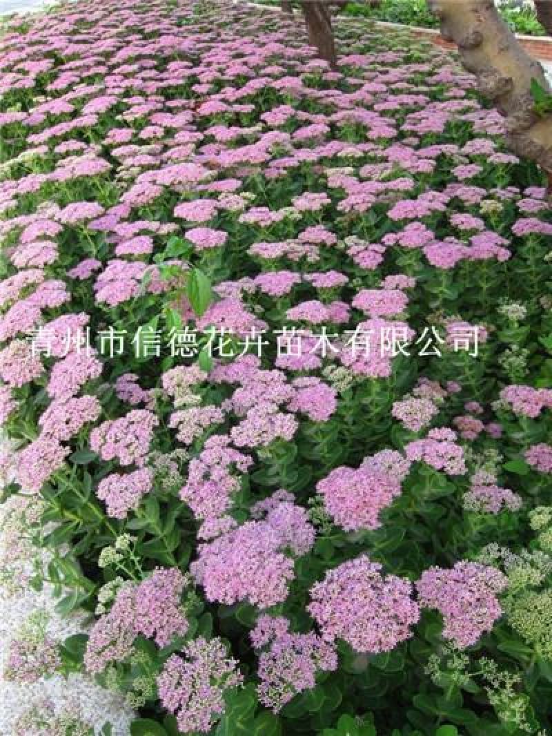 八宝景天，多头，多芽，规格齐全，基地直接发货大量有货