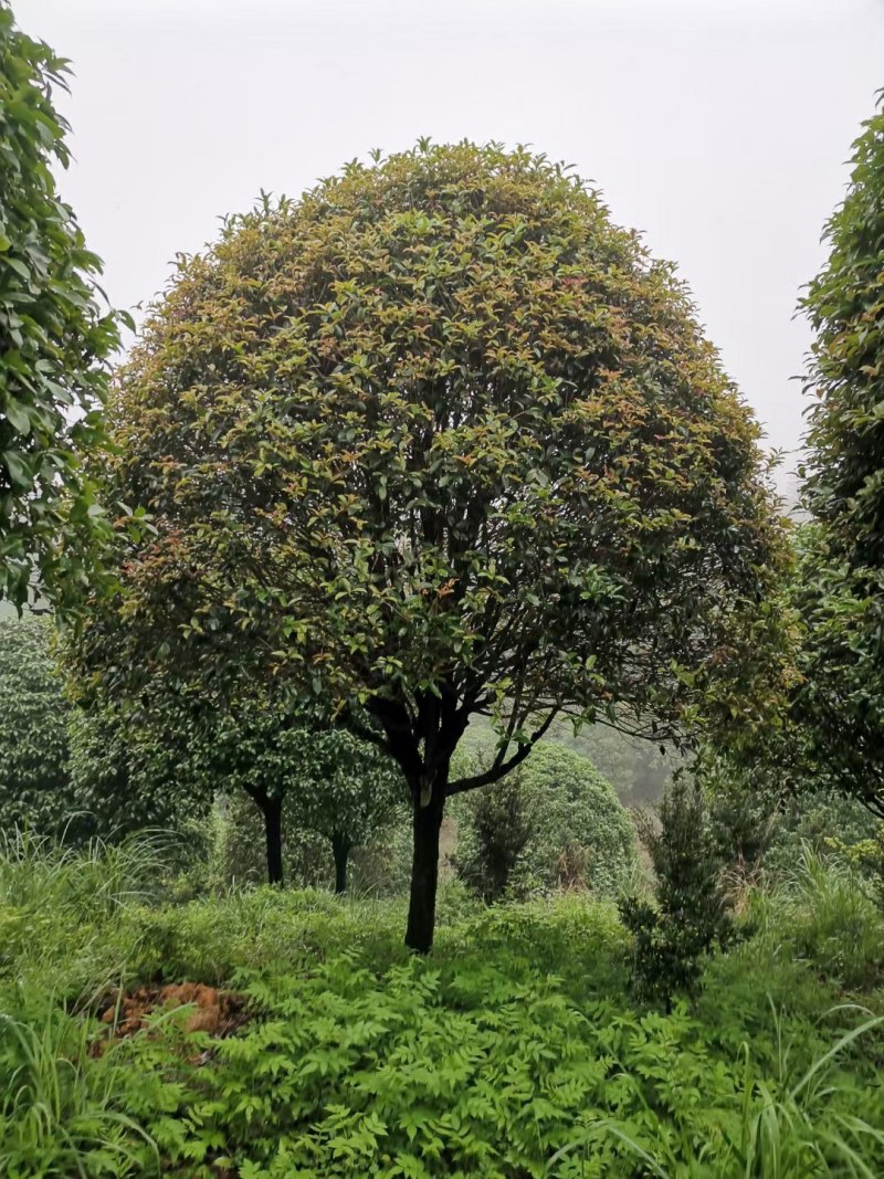 桂花