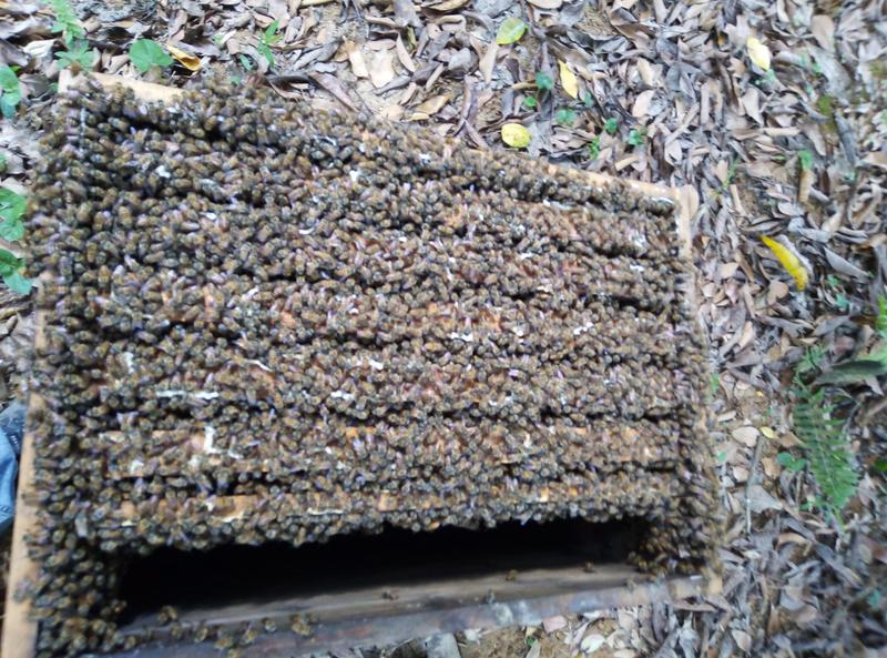 广州增城蜜蜂养殖蜂蜜荔枝龙眼蜜冬蜜百花蜜