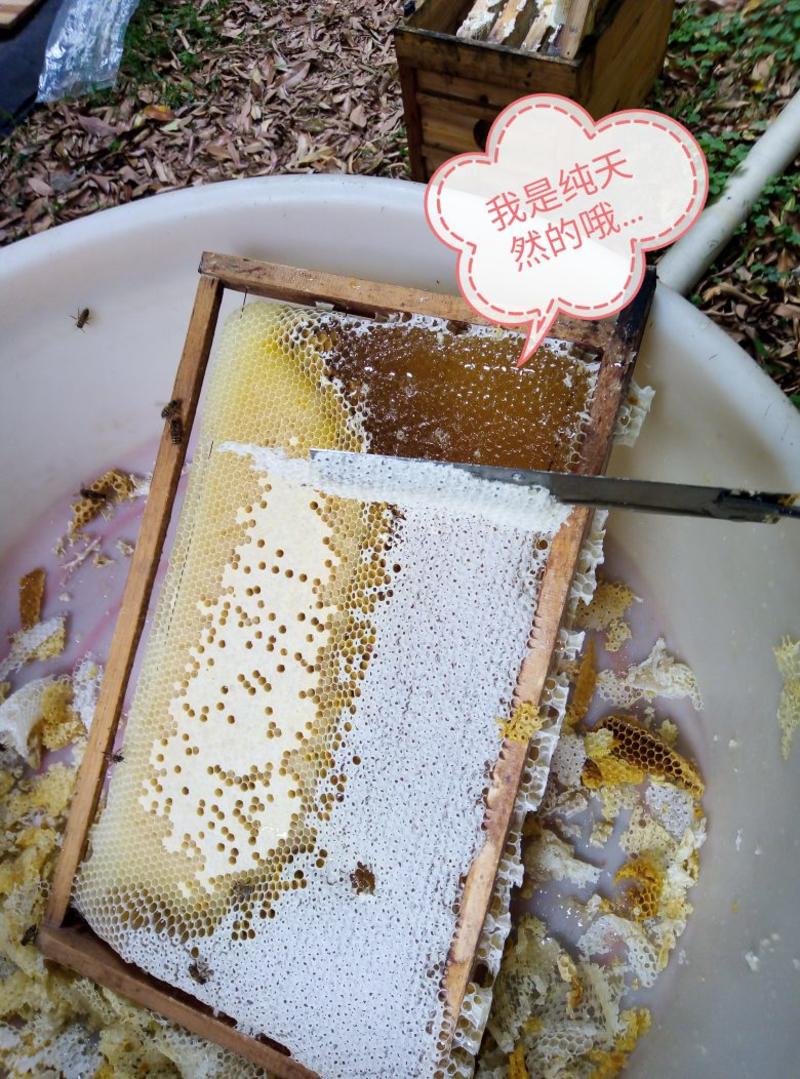 广州增城蜜蜂养殖蜂蜜荔枝龙眼蜜冬蜜百花蜜