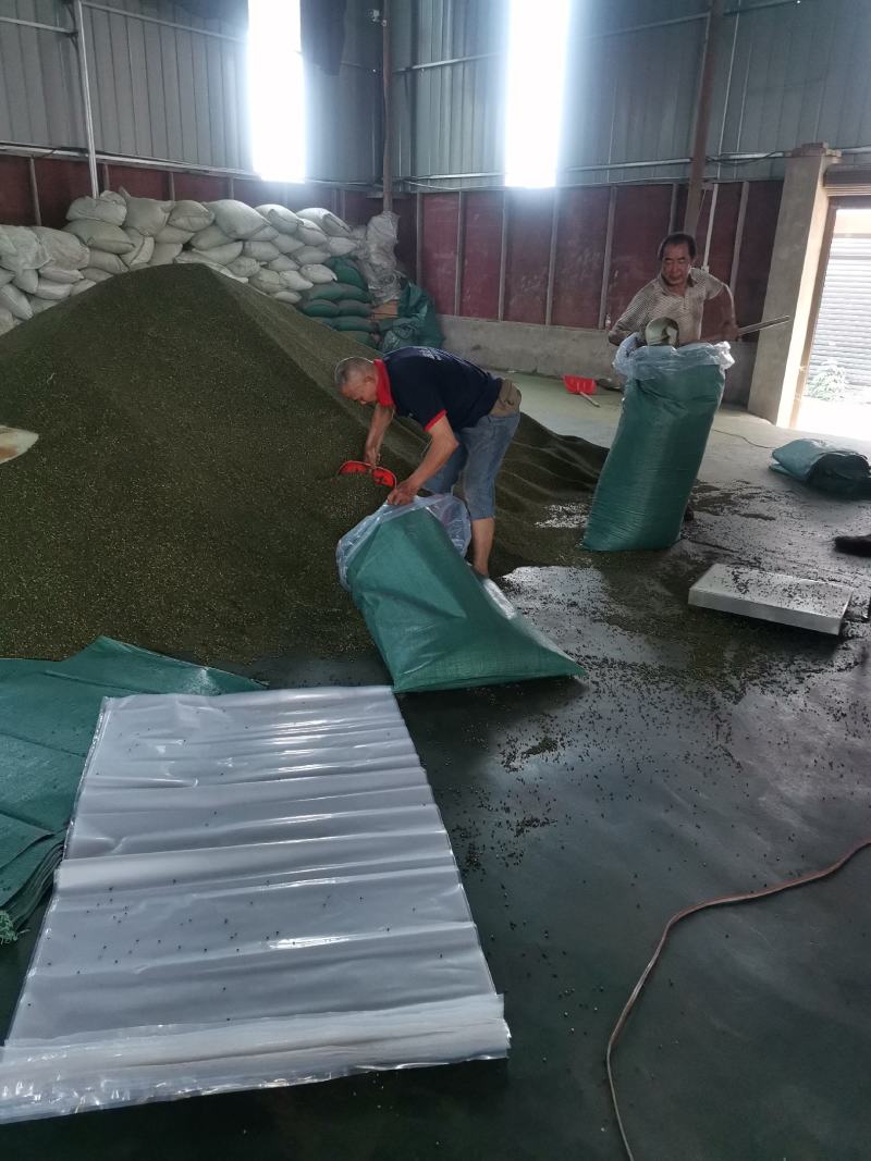 花椒籽（九叶青花椒籽）数量多、价格优、品质好。