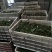 花椒籽（九叶青花椒籽）数量多、价格优、品质好。