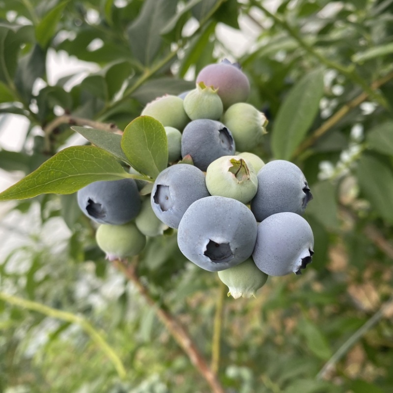 蓝莓山东蓝莓大量上市，可供应散货，精装，平台