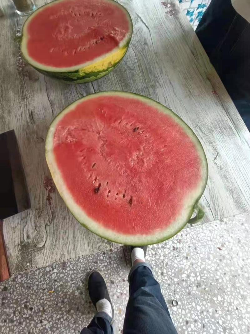 大荔西瓜皮薄双红瓤产地直销大量上市欢迎老板选购