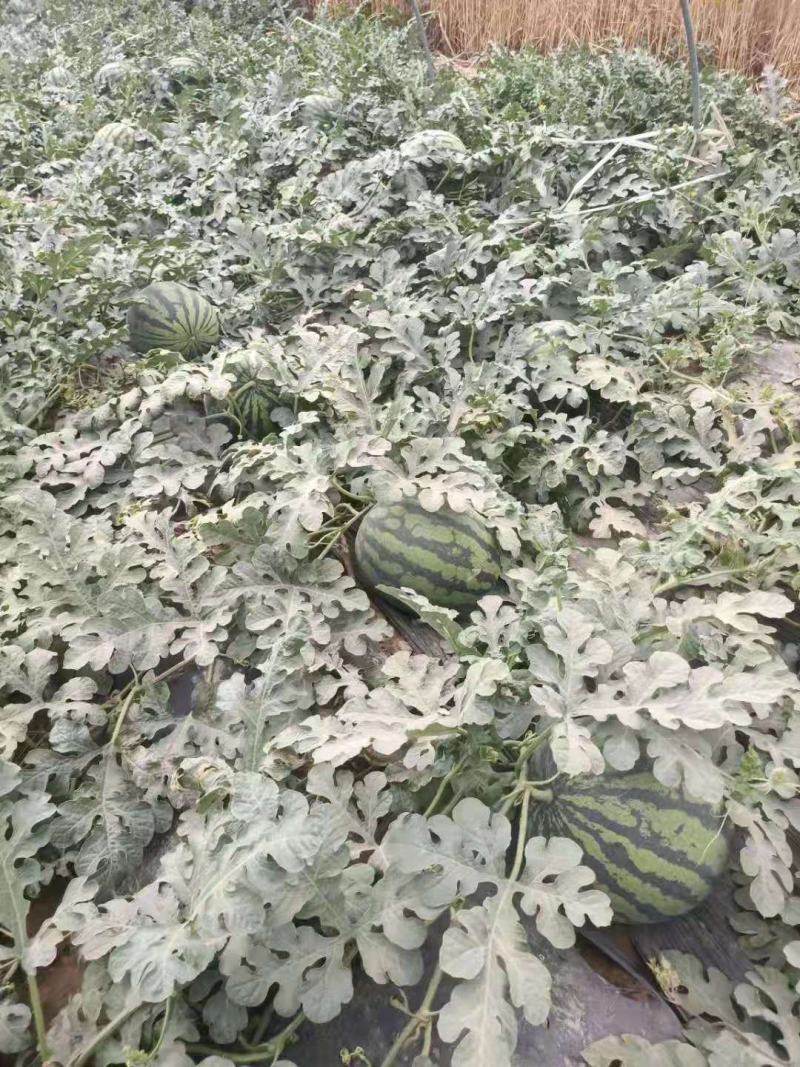 大荔西瓜皮薄双红瓤产地直销大量上市欢迎老板选购