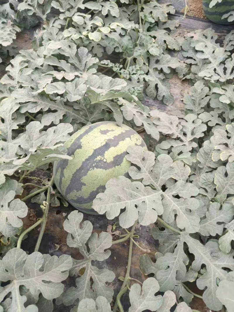 大荔西瓜皮薄双红瓤产地直销大量上市欢迎老板选购