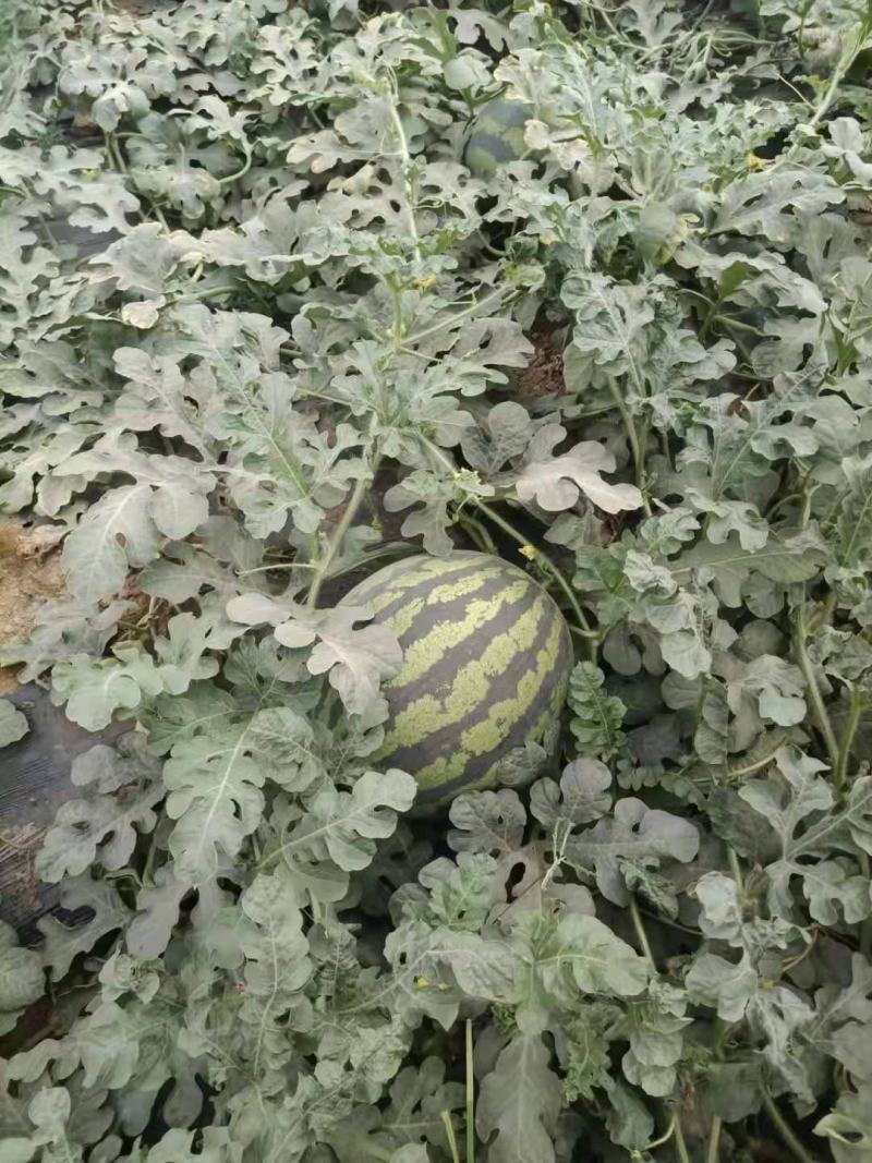 大荔西瓜皮薄双红瓤产地直销大量上市欢迎老板选购