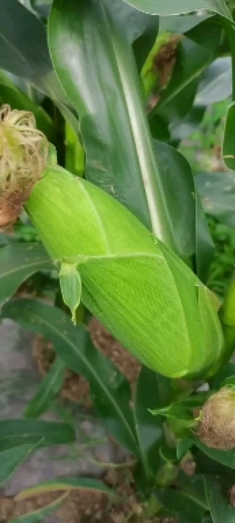 价格天天更新，6月1日出货量已经到达巅峰