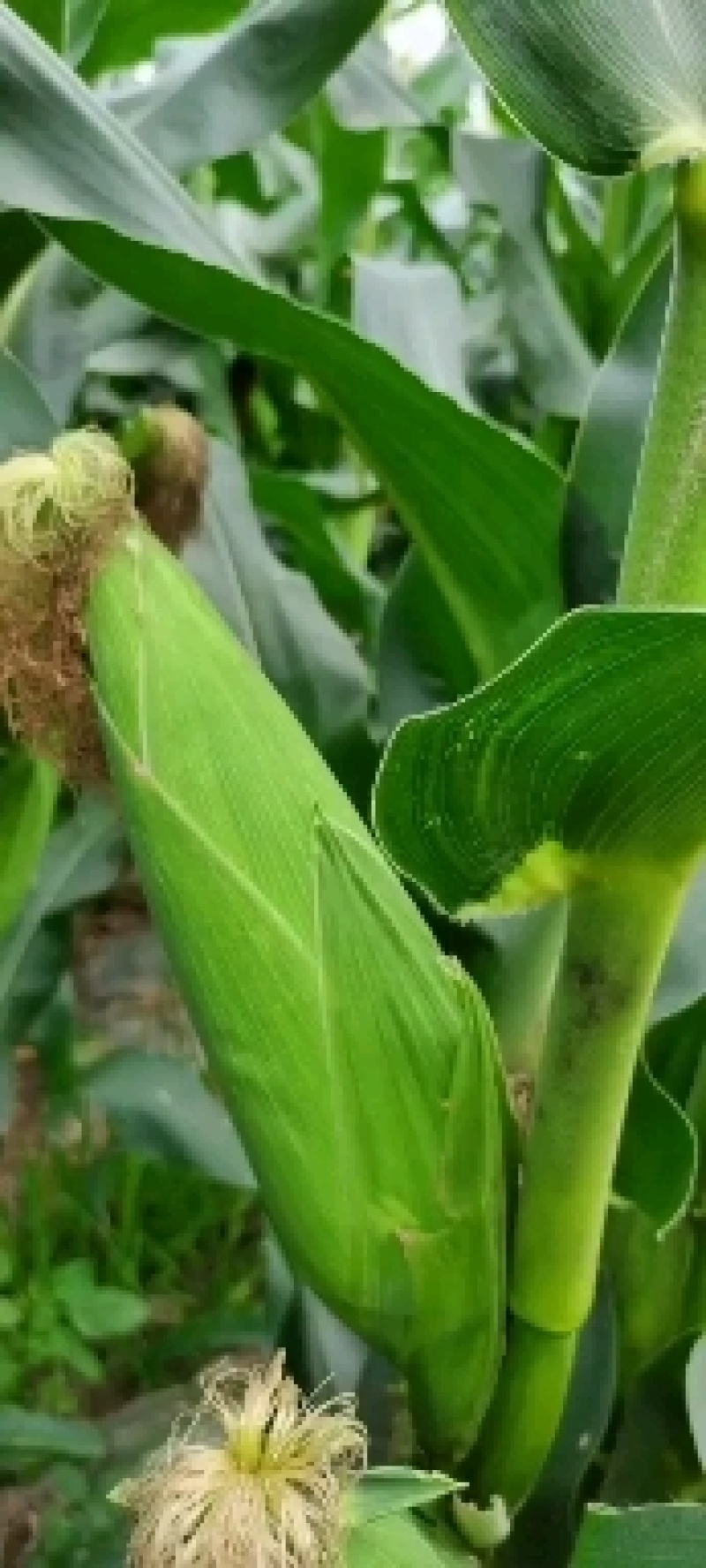 价格天天更新，6月1日出货量已经到达巅峰