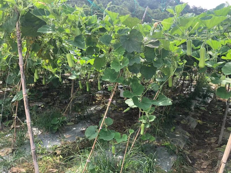 福建漳州葫芦瓜，瓠瓜，蒲瓜，无瓜，胡瓜来电有惊喜
