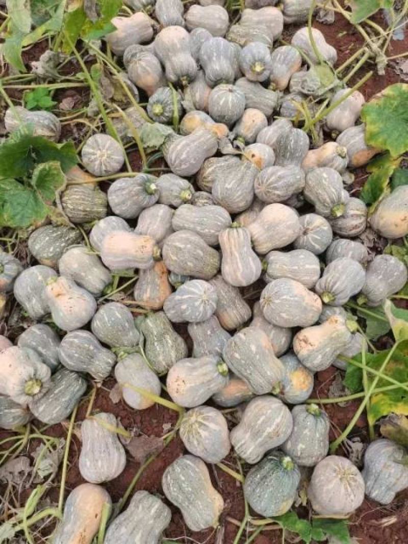 湖北加鱼早熟南瓜上市了，有需要的联系我