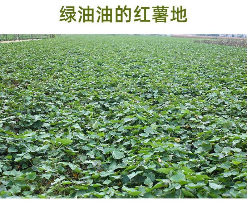 红薯粉淀粉地瓜粉安徽农家纯手工红薯粉淀粉食用红苕粉山芋番