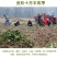 红薯粉淀粉地瓜粉安徽农家纯手工红薯粉淀粉食用红苕粉山芋番