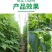 氨基酸叶面肥培肥地力膨果防裂松土生根增糖着色