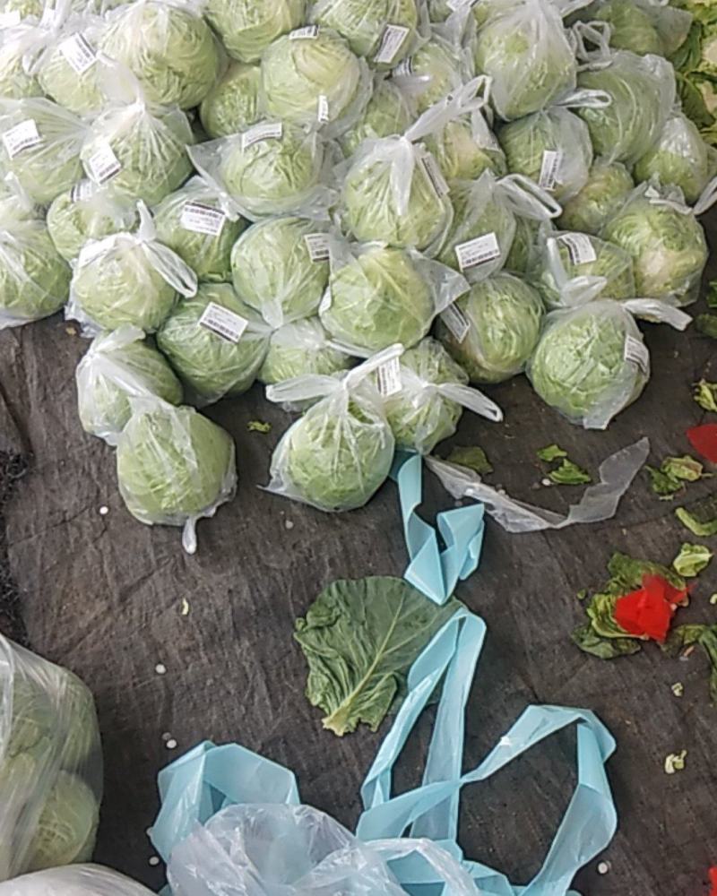 甘蓝大量有货